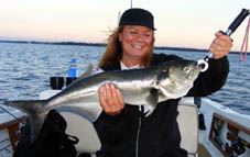 Point Judith Fishing Charters, Bluefish west of the point.